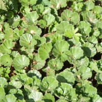 Baby Gunnera